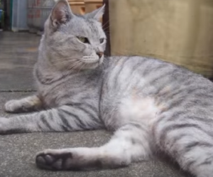日本猫：サバトラ