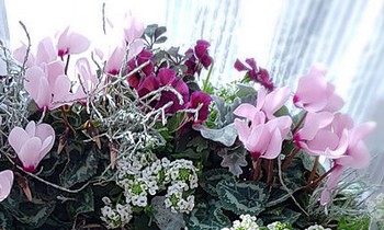 ガーデンシクラメンの挑戦したい寄せ植え おしゃれに冬を迎えよう しおれる時の対処法とは Mintsiesta